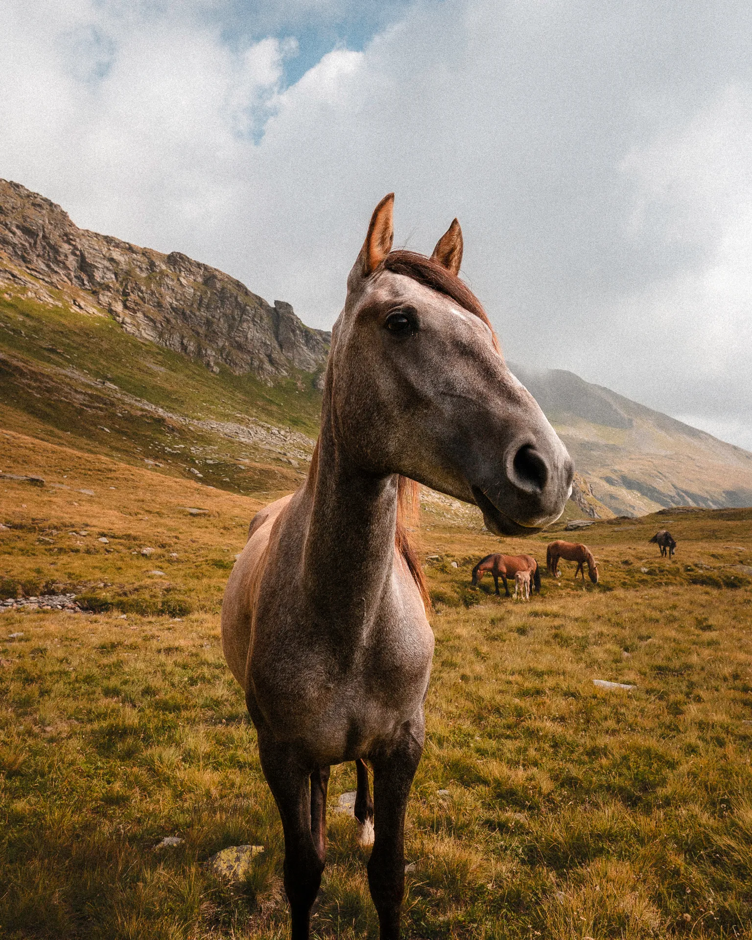 cavallo-grigio