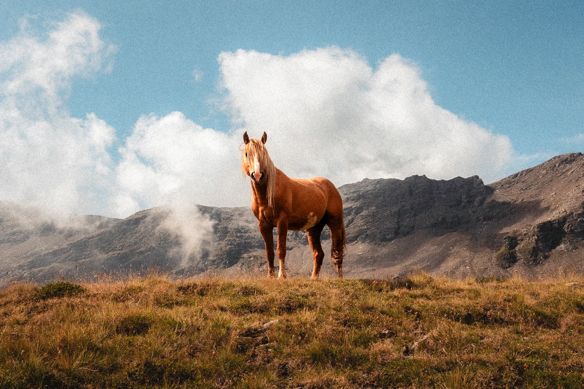 cavallo-marrone