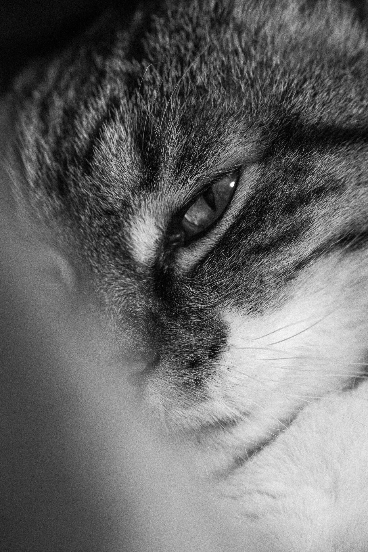 gatto-bianco-nero