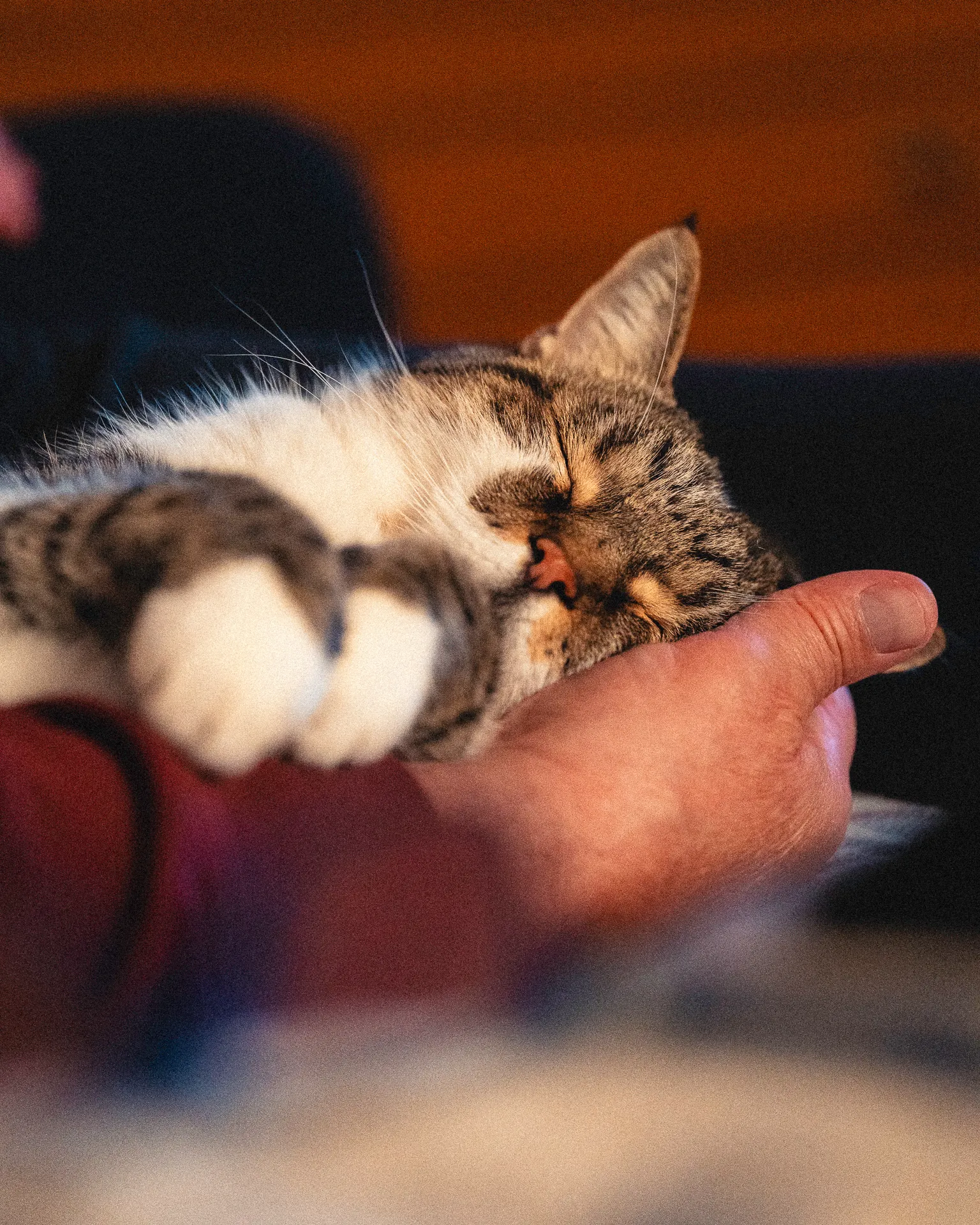 gatto-dormiente