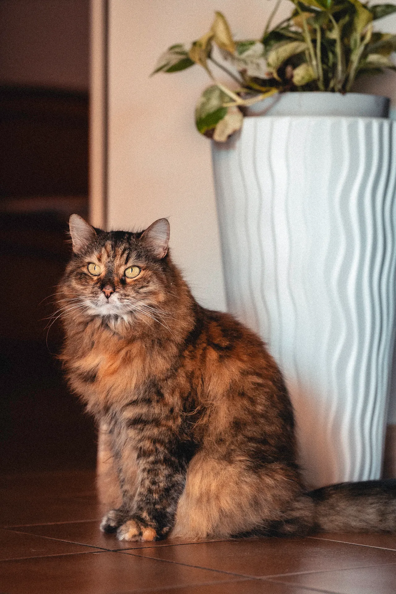 gatto-marrone