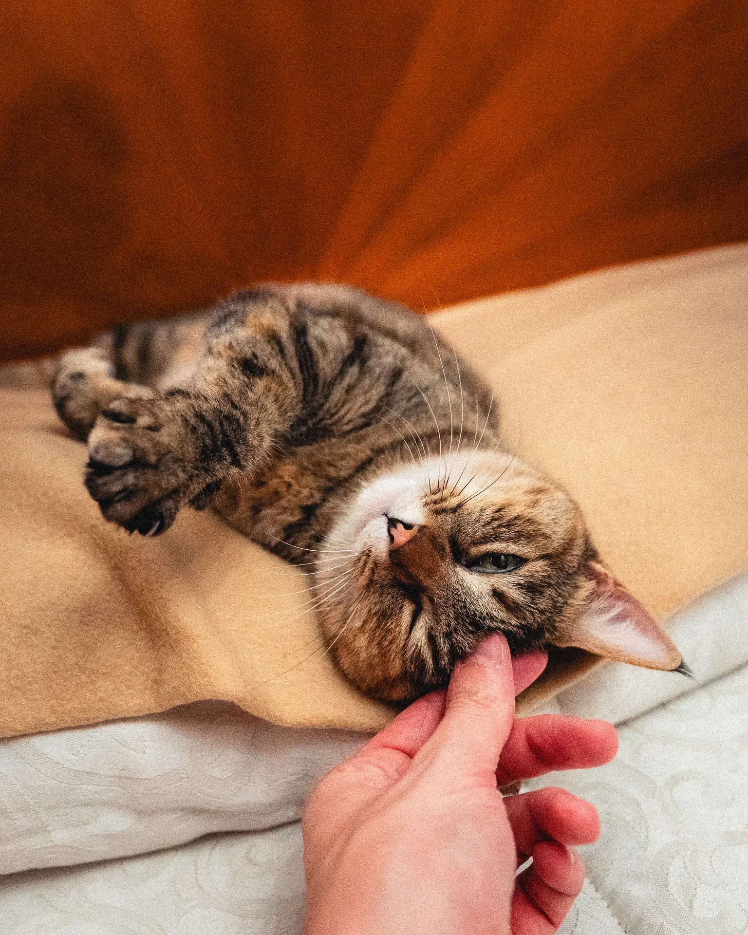 gatto-nina