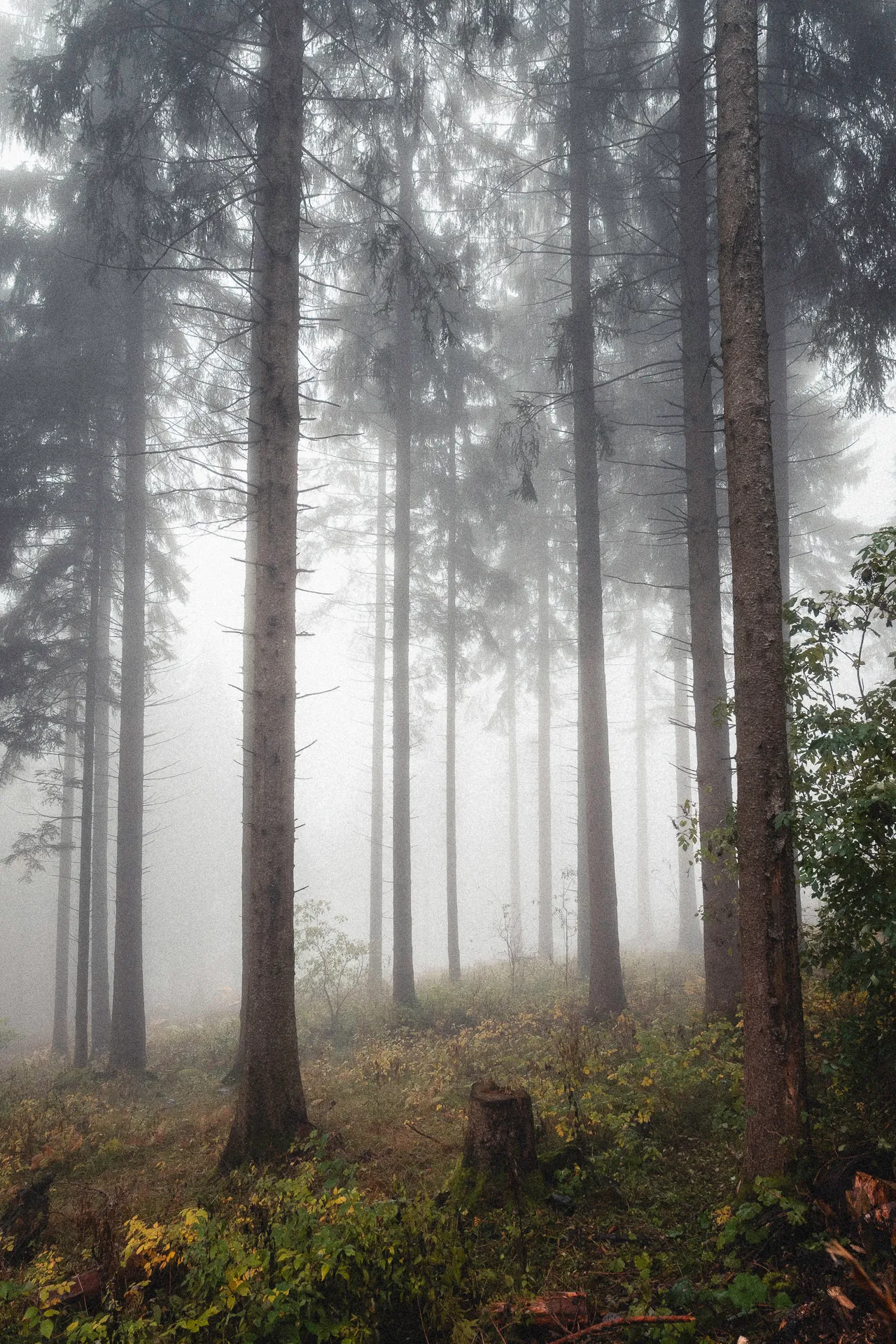 san-primo-nebbia